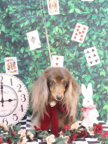 20250413ココアちゃん